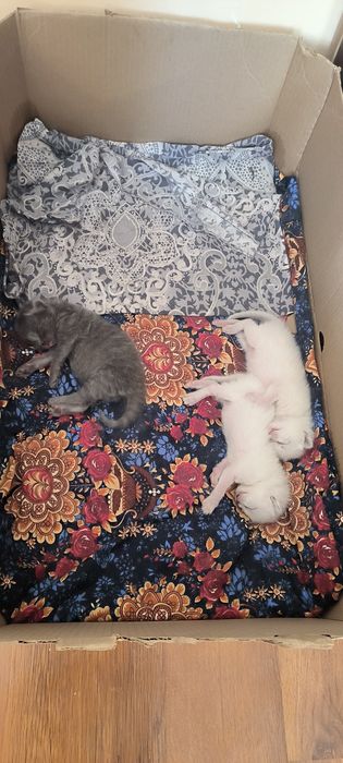 Skottish flod  toza zotlik 100%