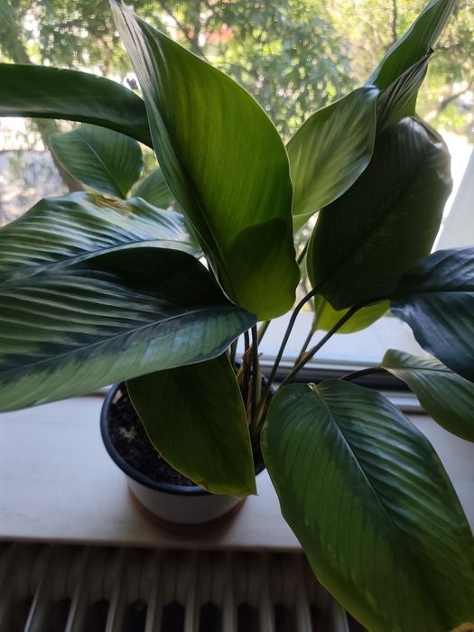 Vând planta  Calathea
