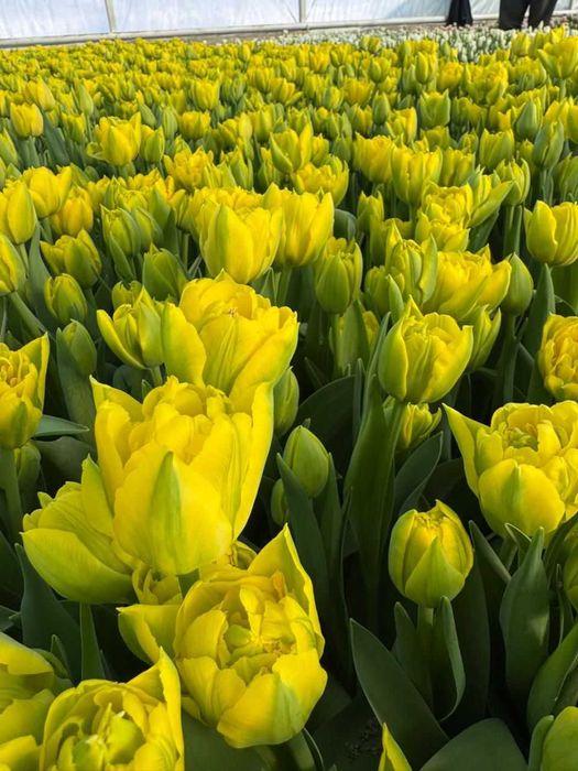 Тюльпаны оптом. Не дорого. По договору