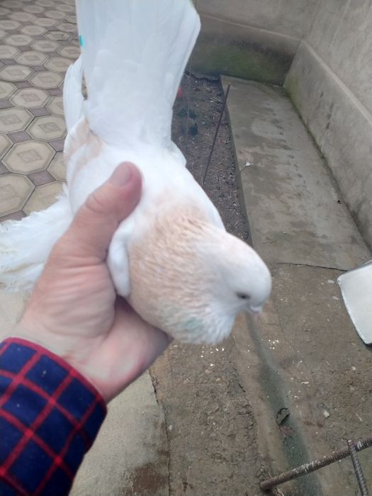 Пара тасманов на игру