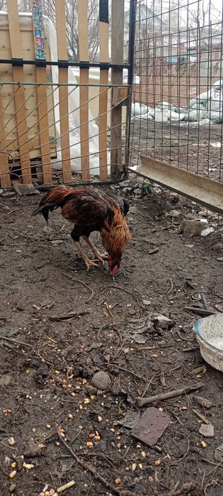 Продам Дакан июль