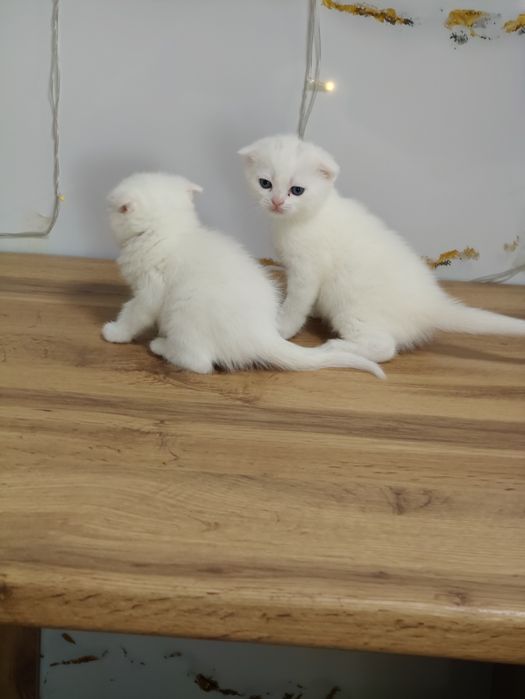 Шотландские котята с разными глазами .