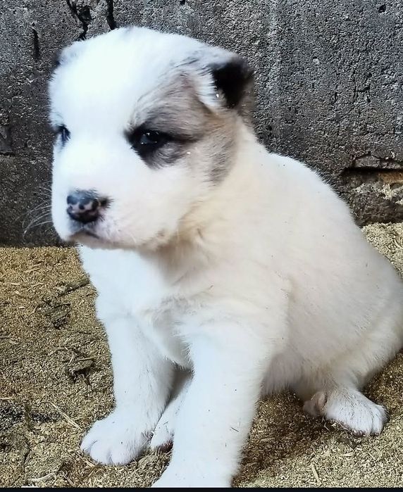 САО Алабай Щенки