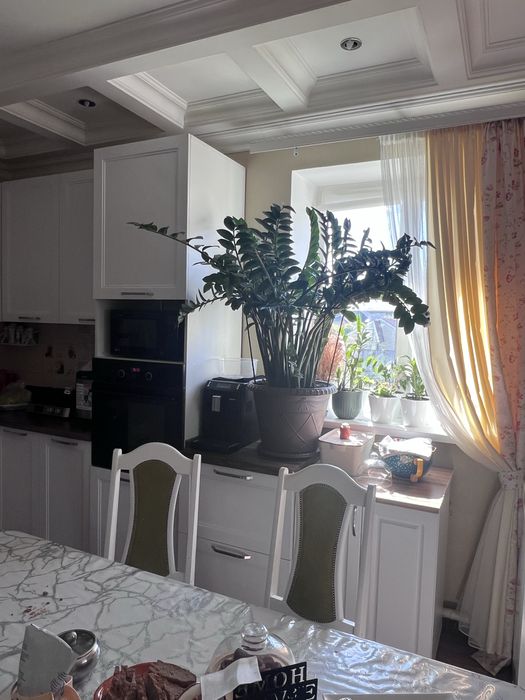 Замиокулькас долларовое дерево в Косшы