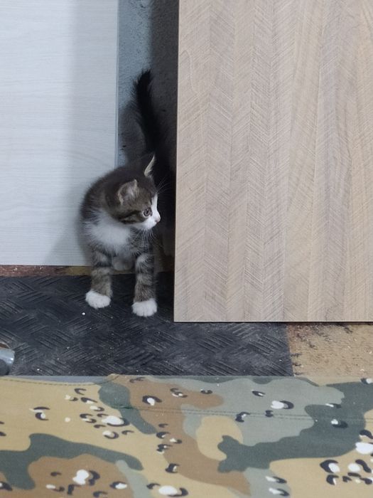 Котята от кошки крысоловки