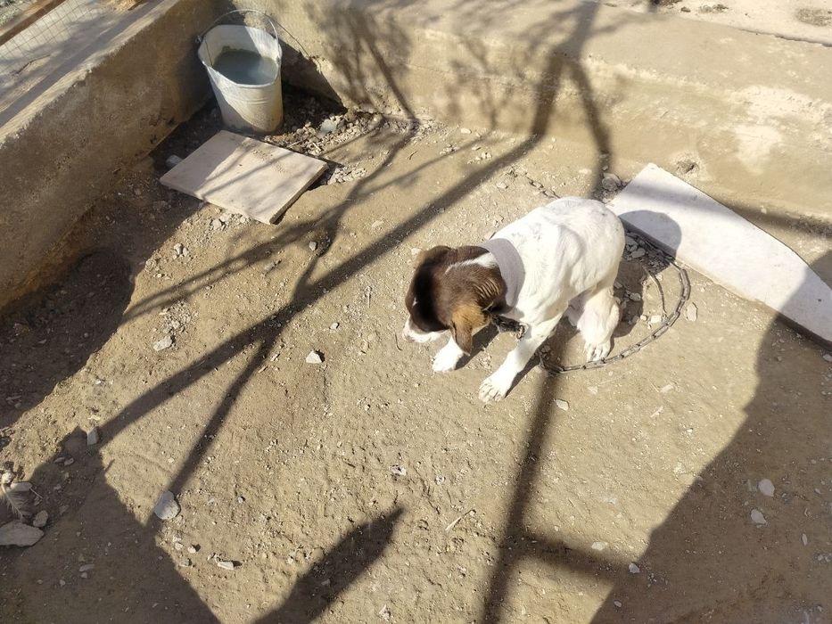 Собаки в добрые руки/Yaxshi qo‘llarga itlar beriladi!