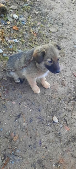 Томпақ сатылады жақсы күшік