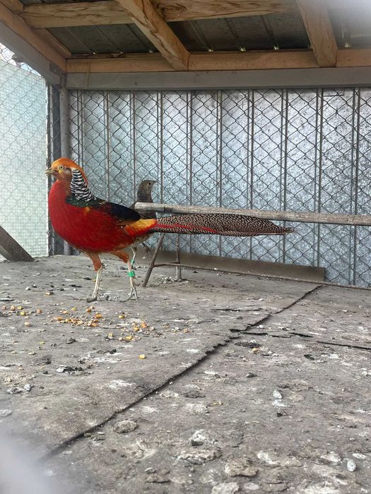 Vand fazani auriu pe rosu