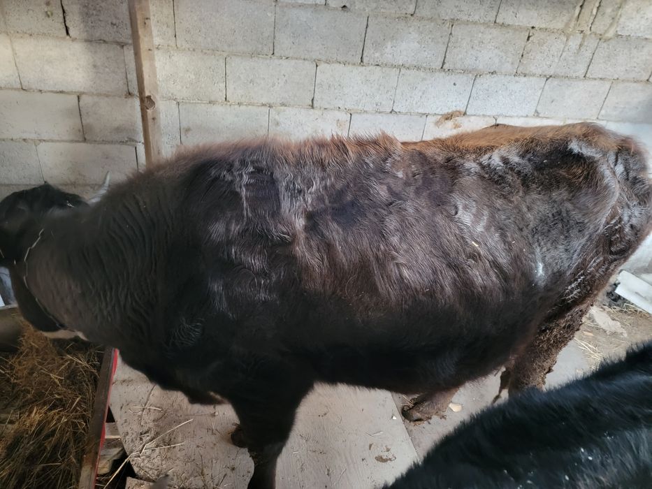 Буаз сиыр сатылады екінші тума