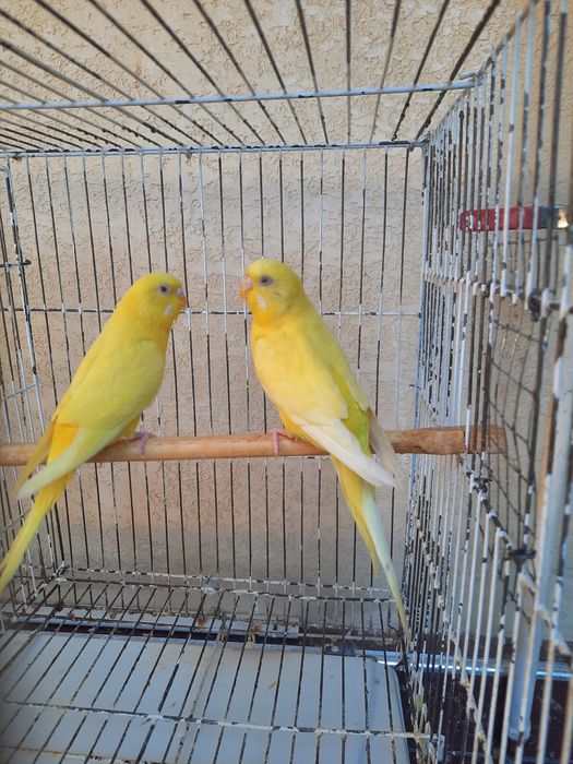 Тоти кушлар албинос