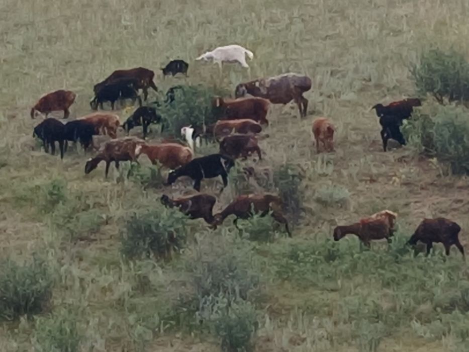 Продам баранов курдючных