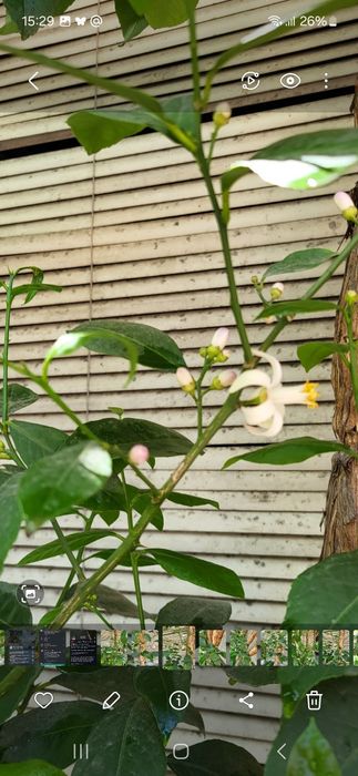 Продам лимонное дерево