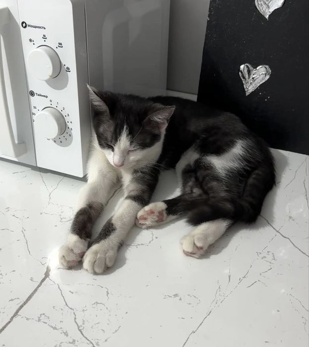 Отдам котенка в добрые руки (мальчик)