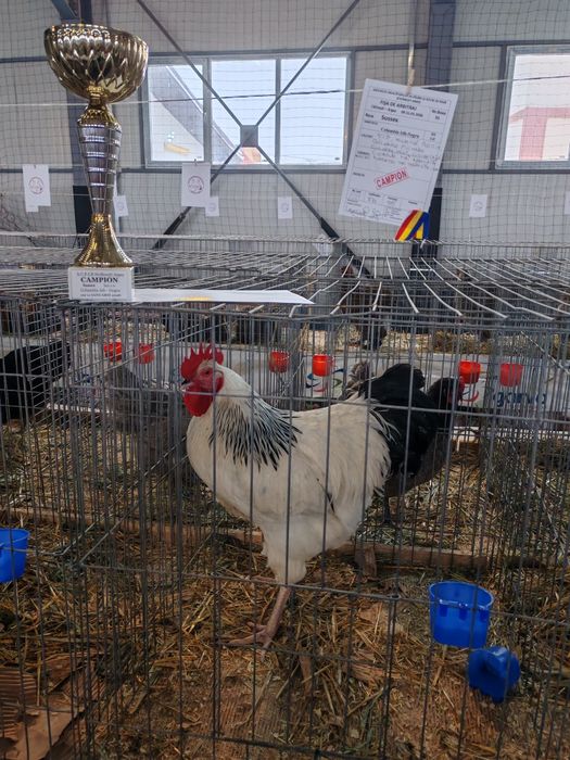 Ouă pt incubat Sussex HD