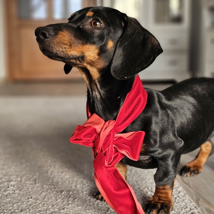 Cățelușă teckel de 6 luni – prietenoasă, jucăușă și iubitoare