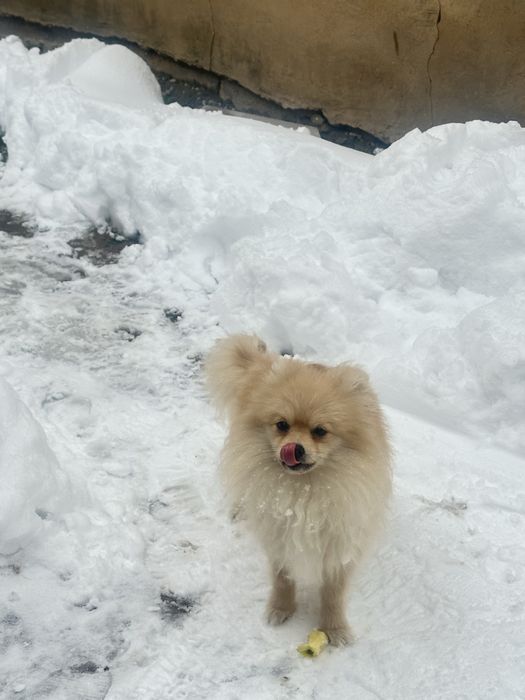 Ищу кобеля для вязки (шпиц)