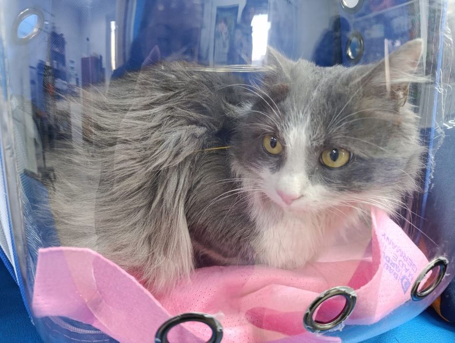 Пристраивается кот Семён в добрые ручки