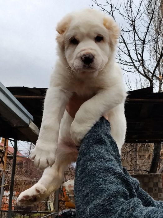 АЛАБАЙ щенок девочка продается