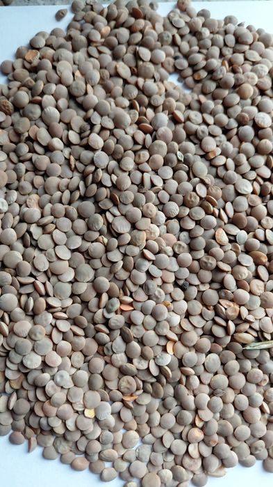 Чечевица красная