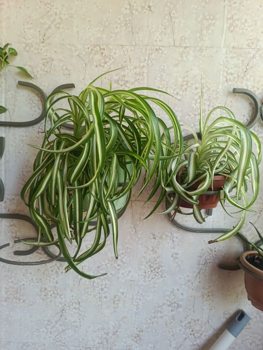 Комнатные цветы разные