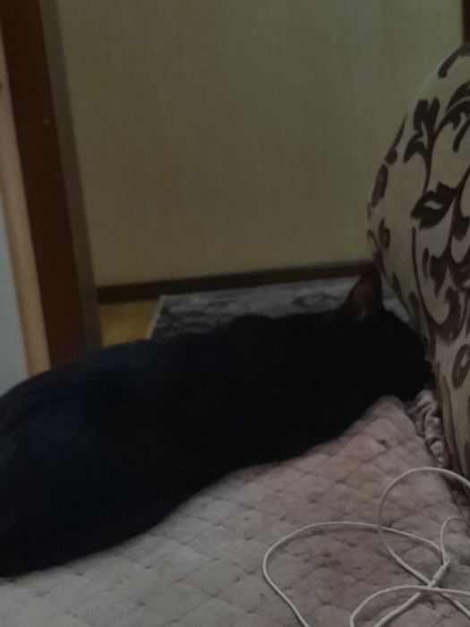 Нала сладкий котенок