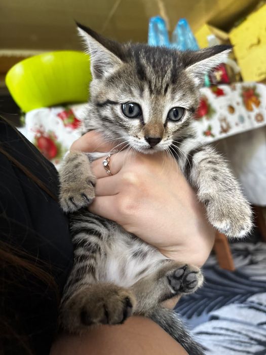 Отдам котят в добрые руки