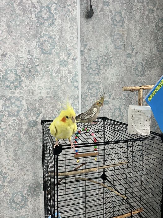 Попугай Корелла ручные