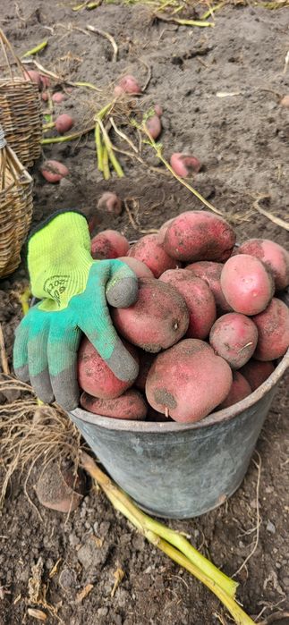 Картошка домашняя