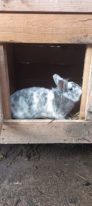 Vand iepuri sau schimb