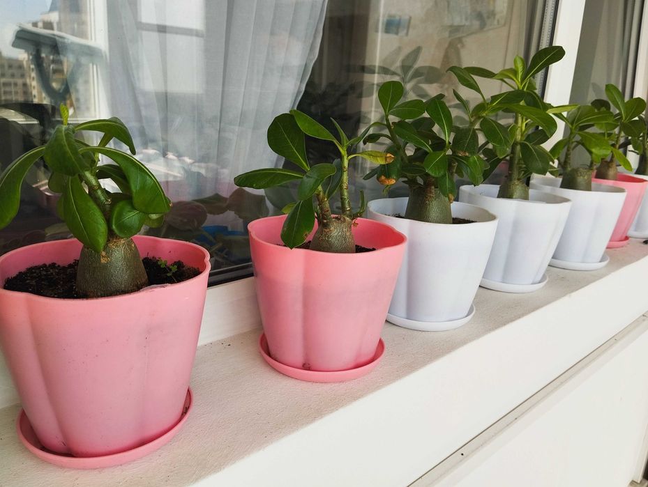 Роза пустыни , адениум