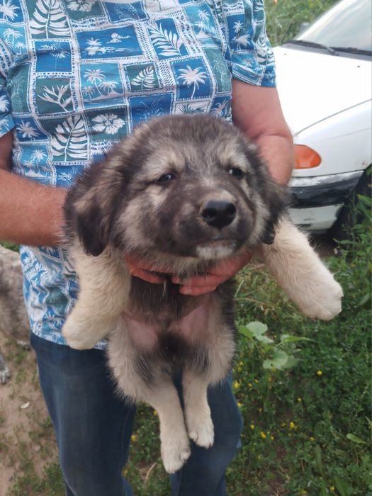 Щенки в добрые руки