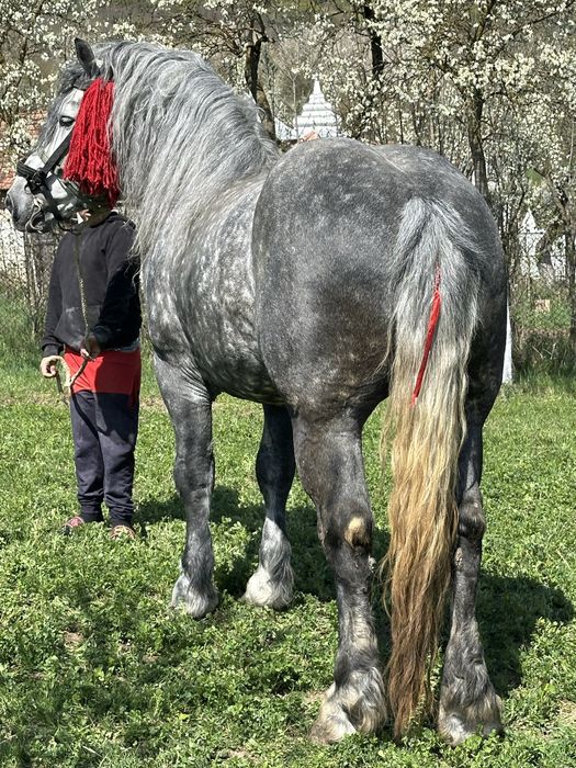 Armăsar 6 ani 1.70 foarte bland - Elegant fara defetc
