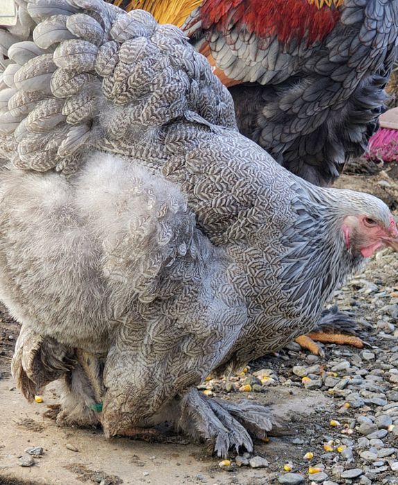 Vând ouă pentru incubat Brahma HI, BSO , Potarnichiu