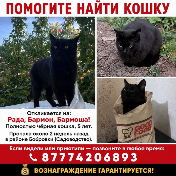 Помогите найти кошку