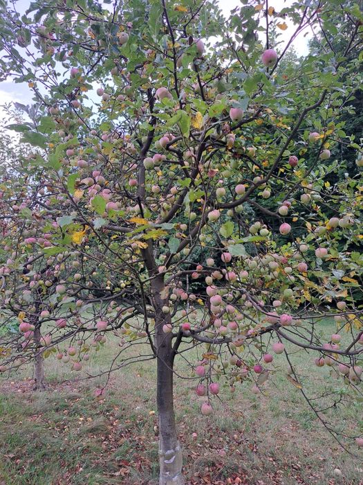 Vand prune si mere pentru tuica