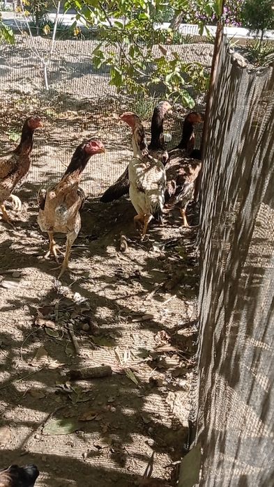 Мокийонлар сотилади хамаси Бир жойда