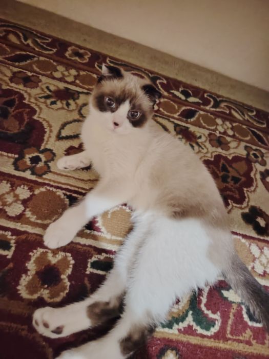 4 oylik  mushuk sotiladi