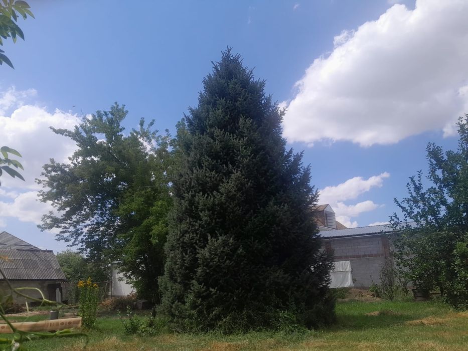 Продам ёлку 39 лет