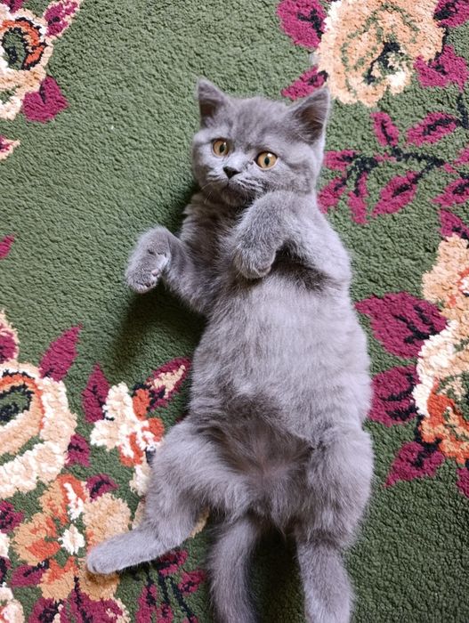 Котёнок породы британская