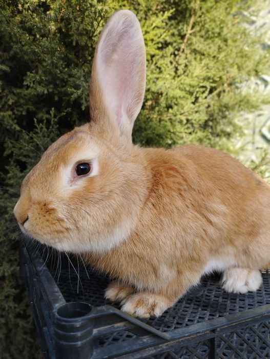 Продаётся   крол