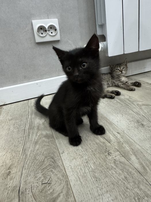 Катята бесплатно