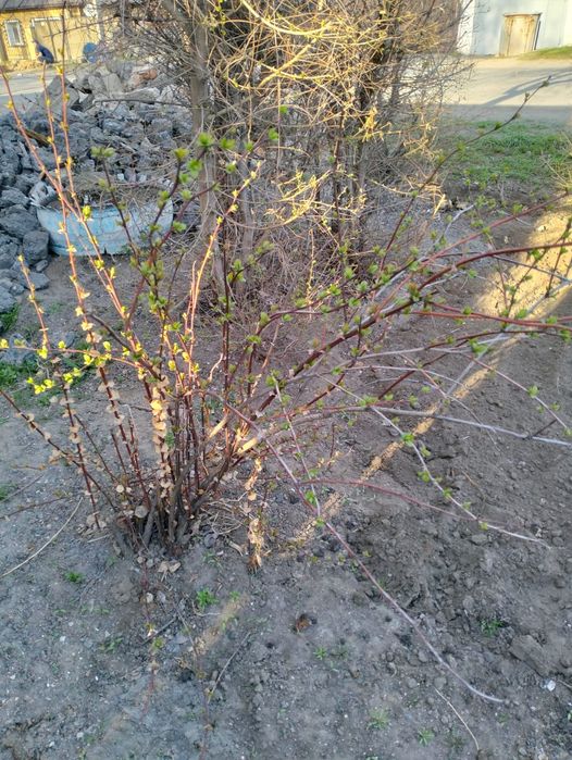 Продам  можевельник  5лет и барбарис
