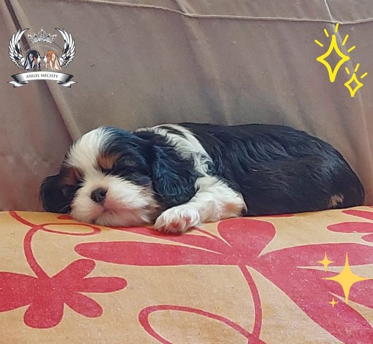 Кавалер Кинг Чарльз Спаниель ранее бронирование