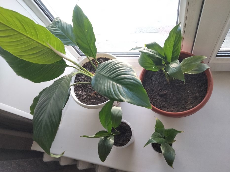 Продаю цветы домашние