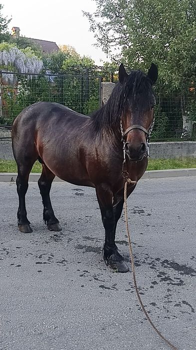 Vând armăsar de trei ani