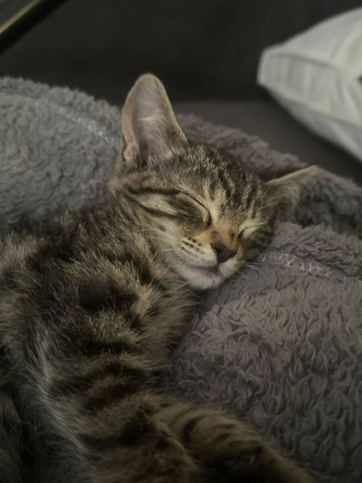 Кошечка ищет дом