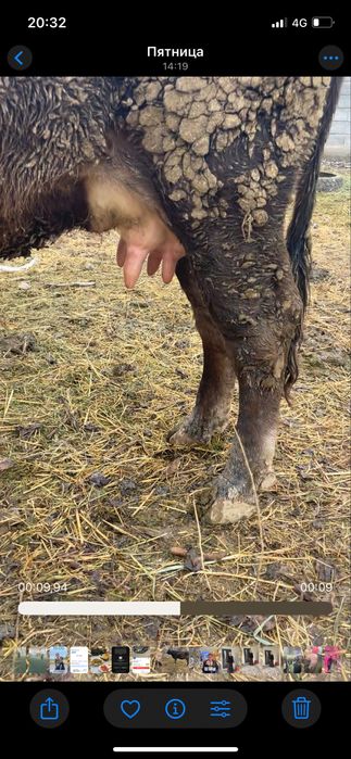 Алатау дау сиыр сатылады