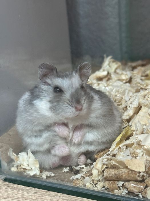 Хамстери джуджета СПЕШНО!