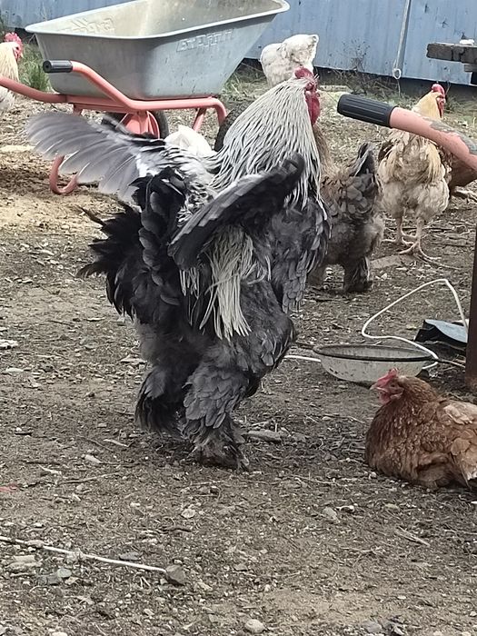 Әтеш сатылады тұқымы брама