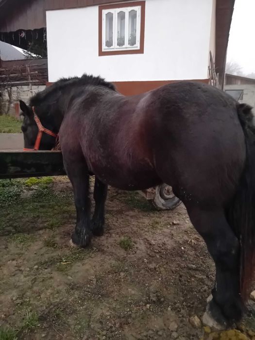 Mânză de vânzare!